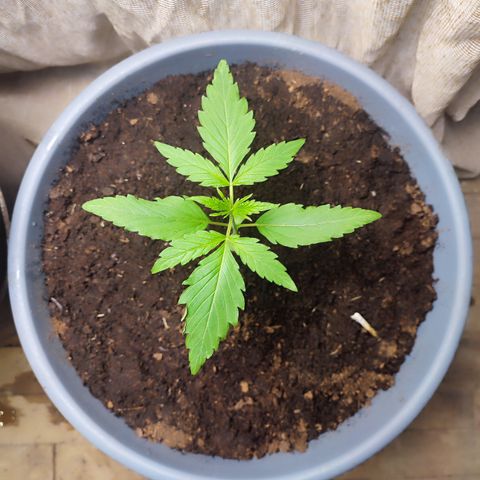 AK 47 growlog timeline photo
