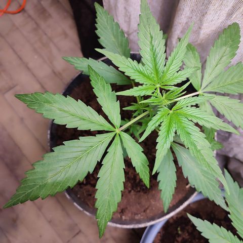 AK 47 black  growlog timeline photo