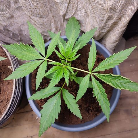 AK 47 growlog timeline photo