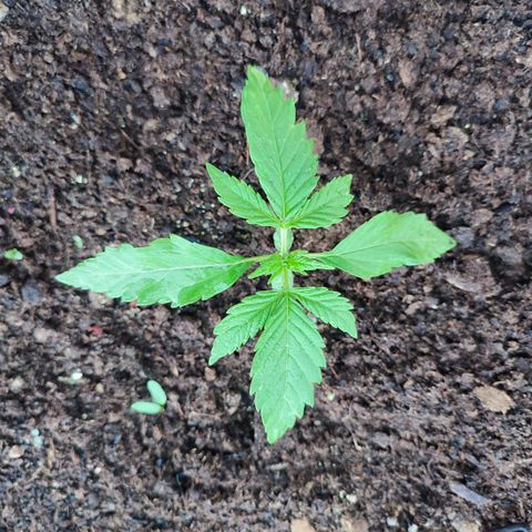 Santa Marta Haze growlog timeline photo