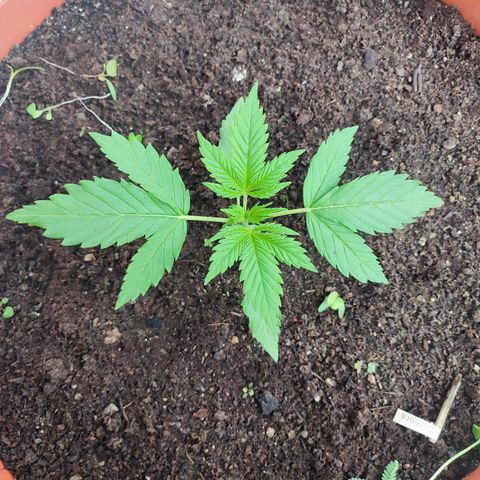 Santa Marta Haze growlog timeline photo
