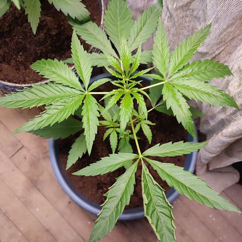 AK 47 growlog timeline photo