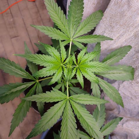 AK 47 black  growlog timeline photo