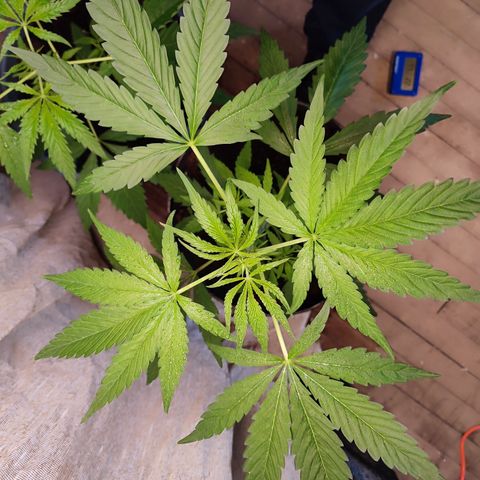 AK 47 black  growlog timeline photo