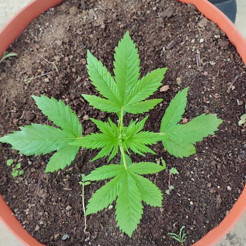 Santa Marta Haze growlog timeline photo