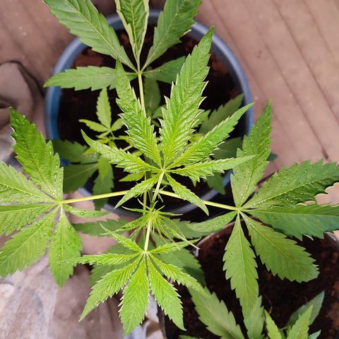 AK 47 growlog timeline photo