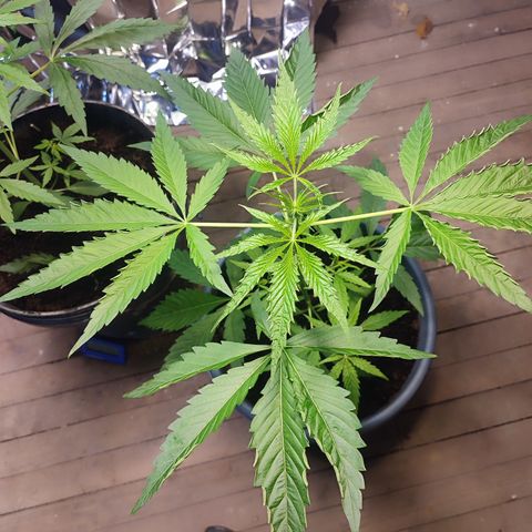 AK 47 growlog timeline photo