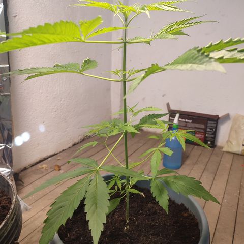 AK 47 growlog timeline photo