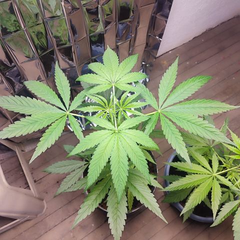 AK 47 black  growlog timeline photo
