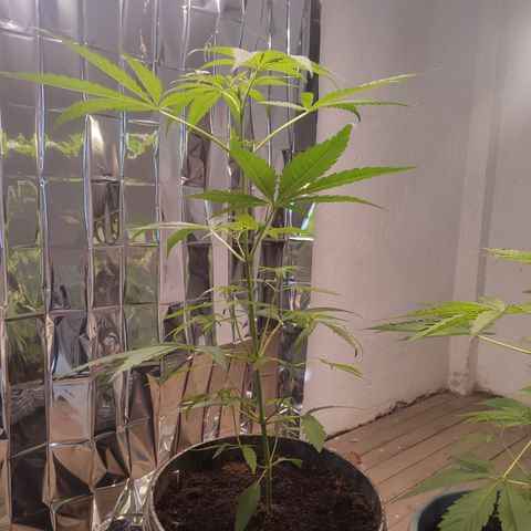 AK 47 black  growlog timeline photo