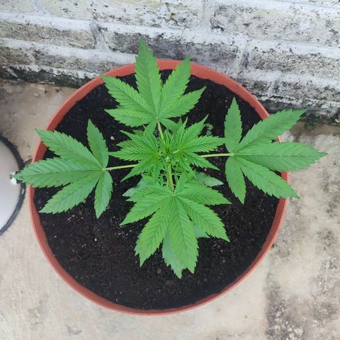 Santa Marta Haze growlog timeline photo