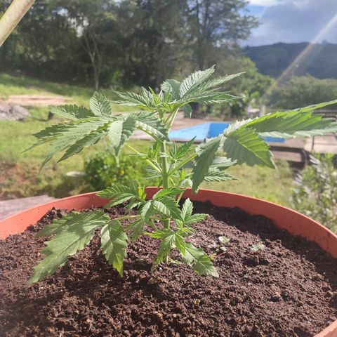 Santa Marta Haze growlog timeline photo