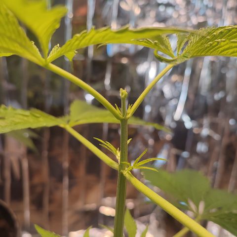 AK 47 growlog photo: Poda FIM