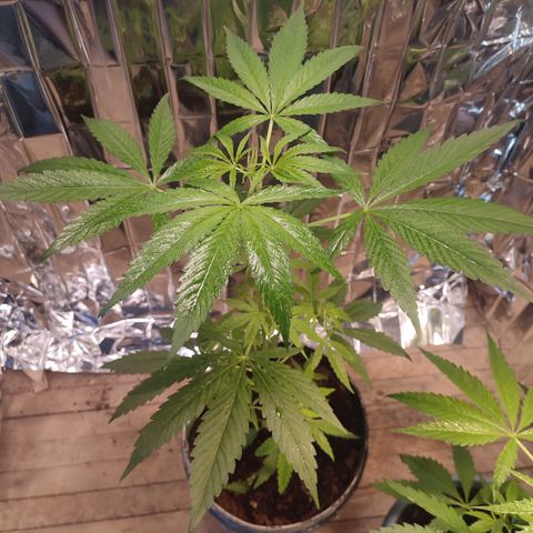 AK 47 black  growlog timeline photo