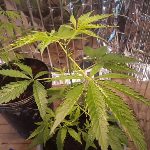 AK 47 growlog timeline photo