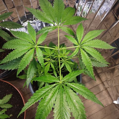 AK 47 growlog timeline photo