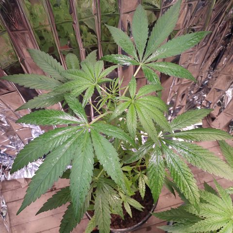 AK 47 black  growlog timeline photo