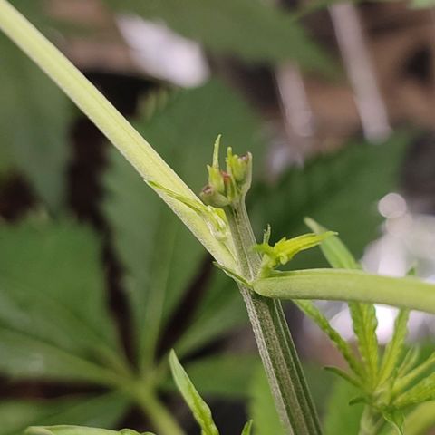 AK 47 growlog timeline photo