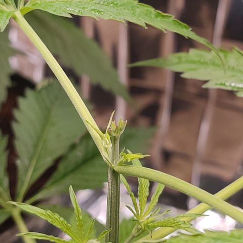 AK 47 growlog photo: Progreso poda FIM