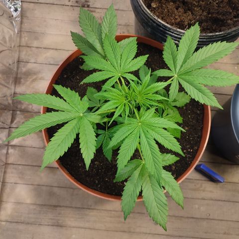 Santa Marta Haze growlog timeline photo