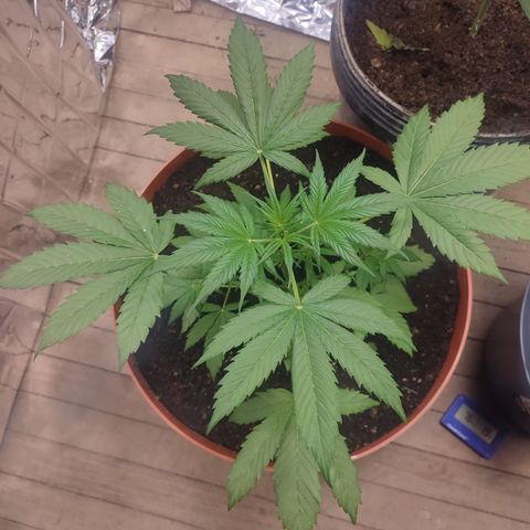 Santa Marta Haze growlog timeline photo