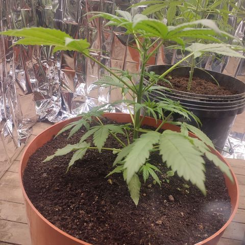 Santa Marta Haze growlog timeline photo