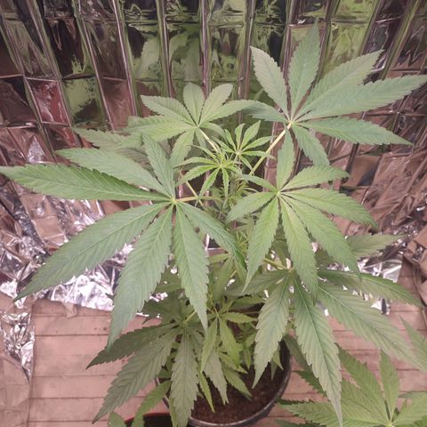 AK 47 black  growlog timeline photo