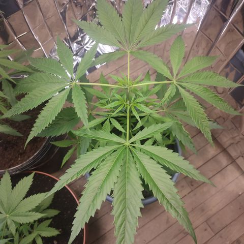 AK 47 growlog timeline photo