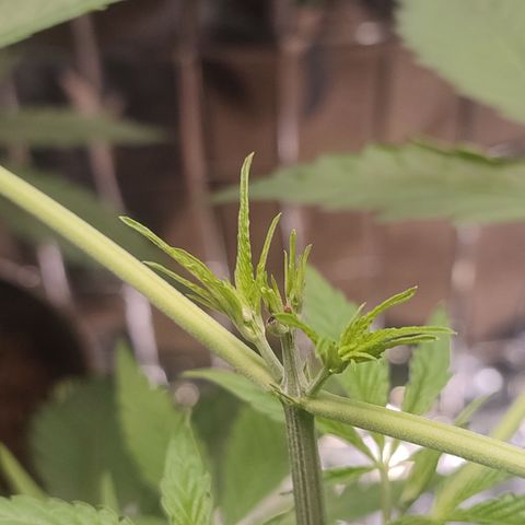 AK 47 growlog photo: Preceso poda  apical 