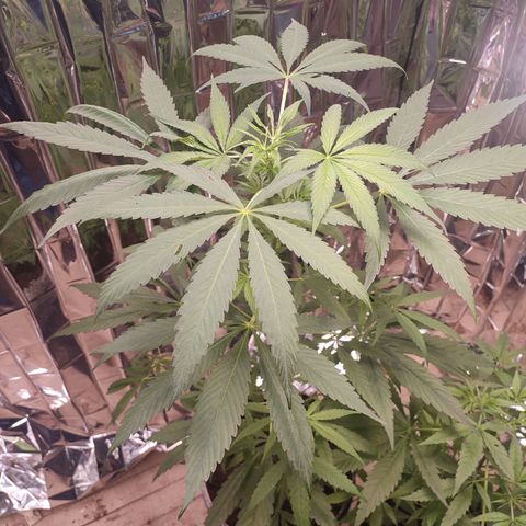 AK 47 black  growlog timeline photo