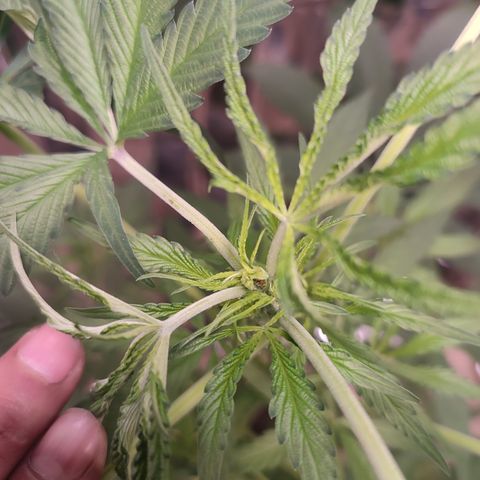 AK 47 black  growlog timeline photo