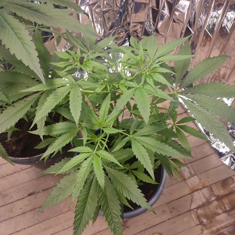 AK 47 growlog timeline photo