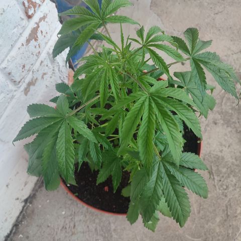 Santa Marta Haze growlog timeline photo