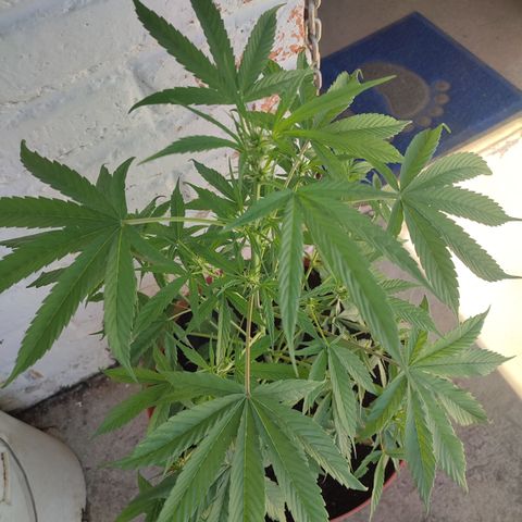 Santa Marta Haze growlog timeline photo