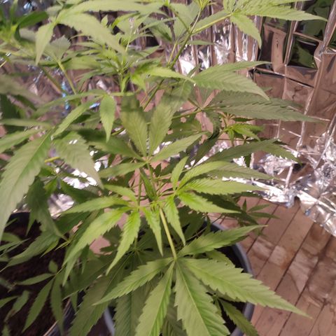 AK 47 growlog timeline photo