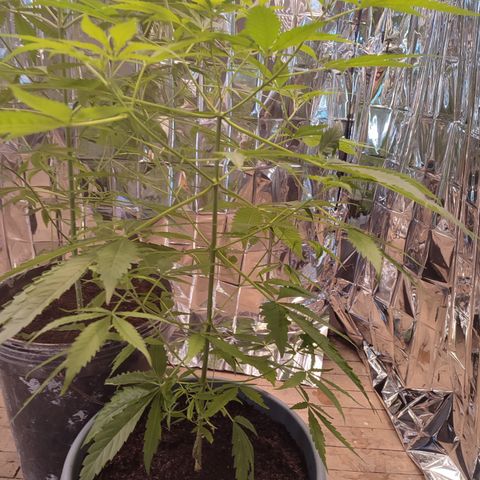 AK 47 growlog timeline photo