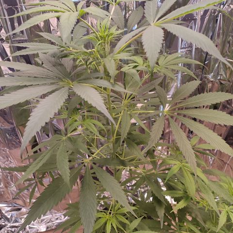 AK 47 black  growlog timeline photo
