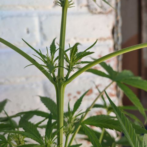 Santa Marta Haze growlog photo: Flora 