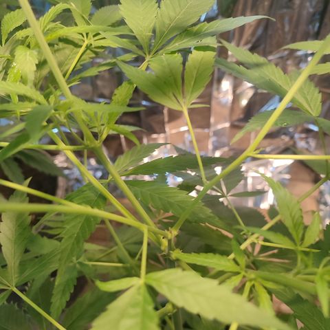 AK 47 growlog photo: Revisión FIM