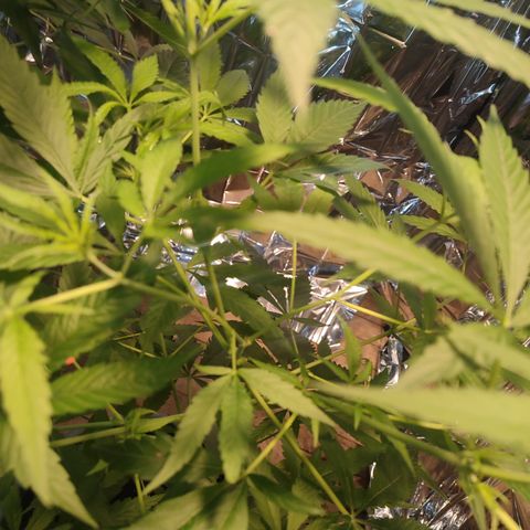 AK 47 growlog photo: Revisión FIM