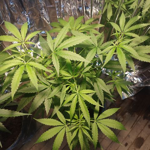 AK 47 growlog timeline photo