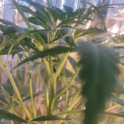 AK 47 black  growlog timeline photo