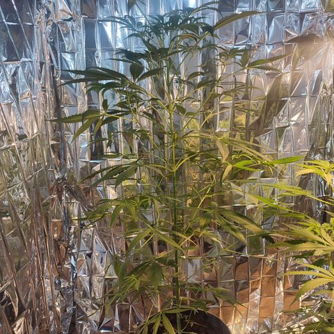 AK 47 black  growlog timeline photo