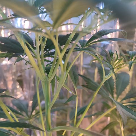 AK 47 black  growlog timeline photo