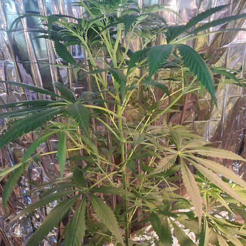 AK 47 black  growlog timeline photo