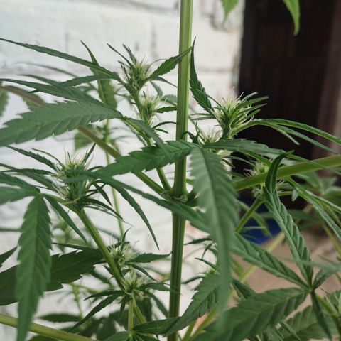 Santa Marta Haze growlog photo: ??? 