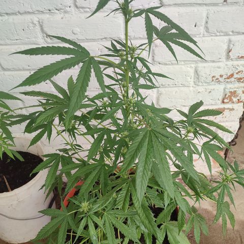 Santa Marta Haze growlog timeline photo