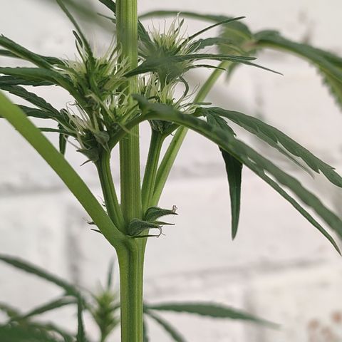 Santa Marta Haze growlog photo: ??? 