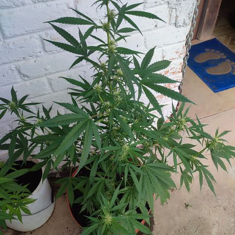 Santa Marta Haze growlog timeline photo