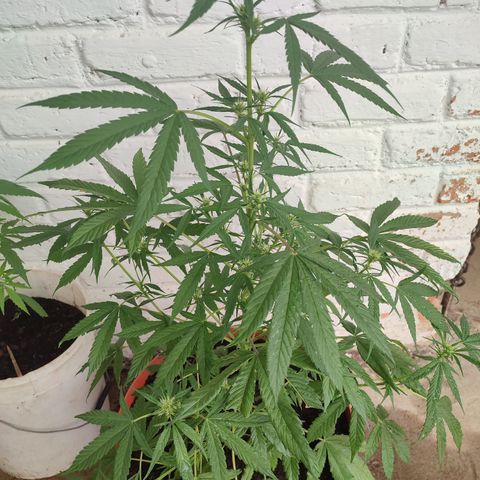 Santa Marta Haze growlog timeline photo